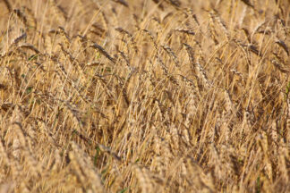 Wheat Field Background Photo