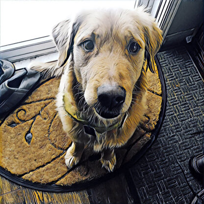 Friendly Golden Retriever Dog - Just Awesome Stock Photos and Animations at a Great Low Price, perfect for all your Creations.